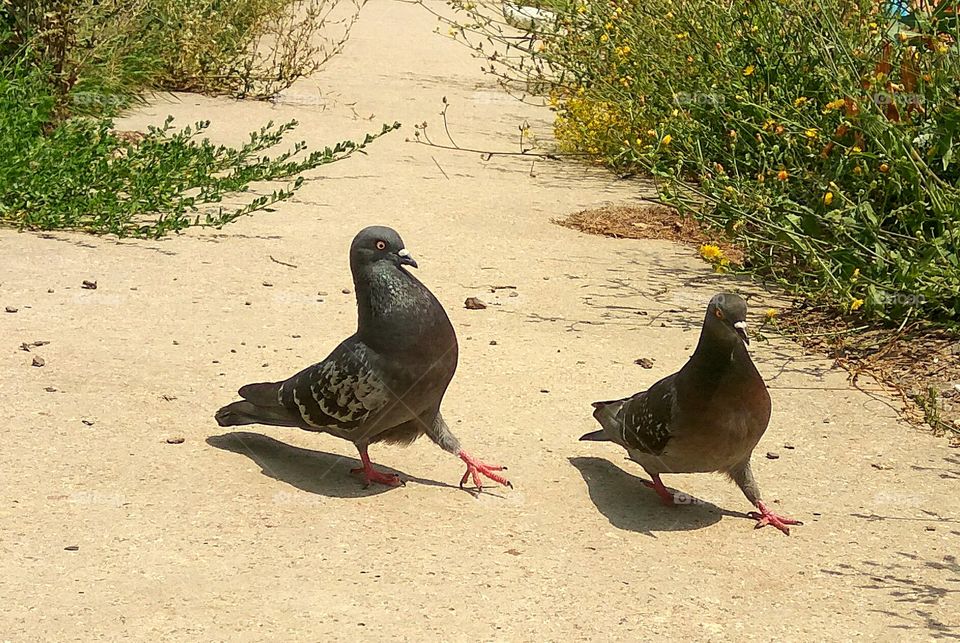 Fanny pigeons