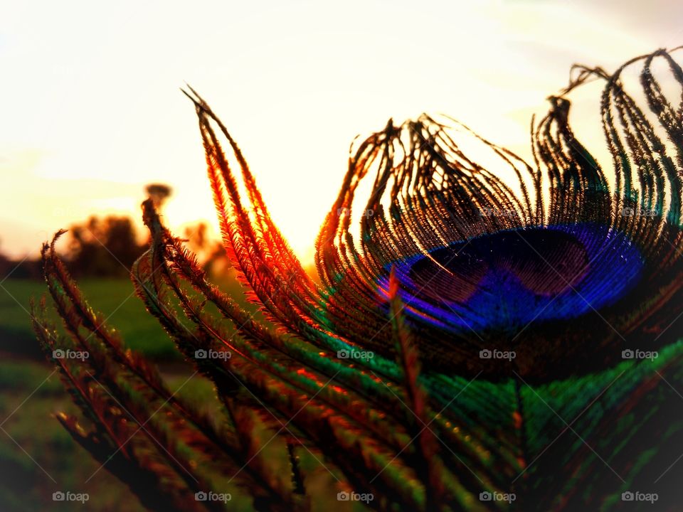 Peacock feather