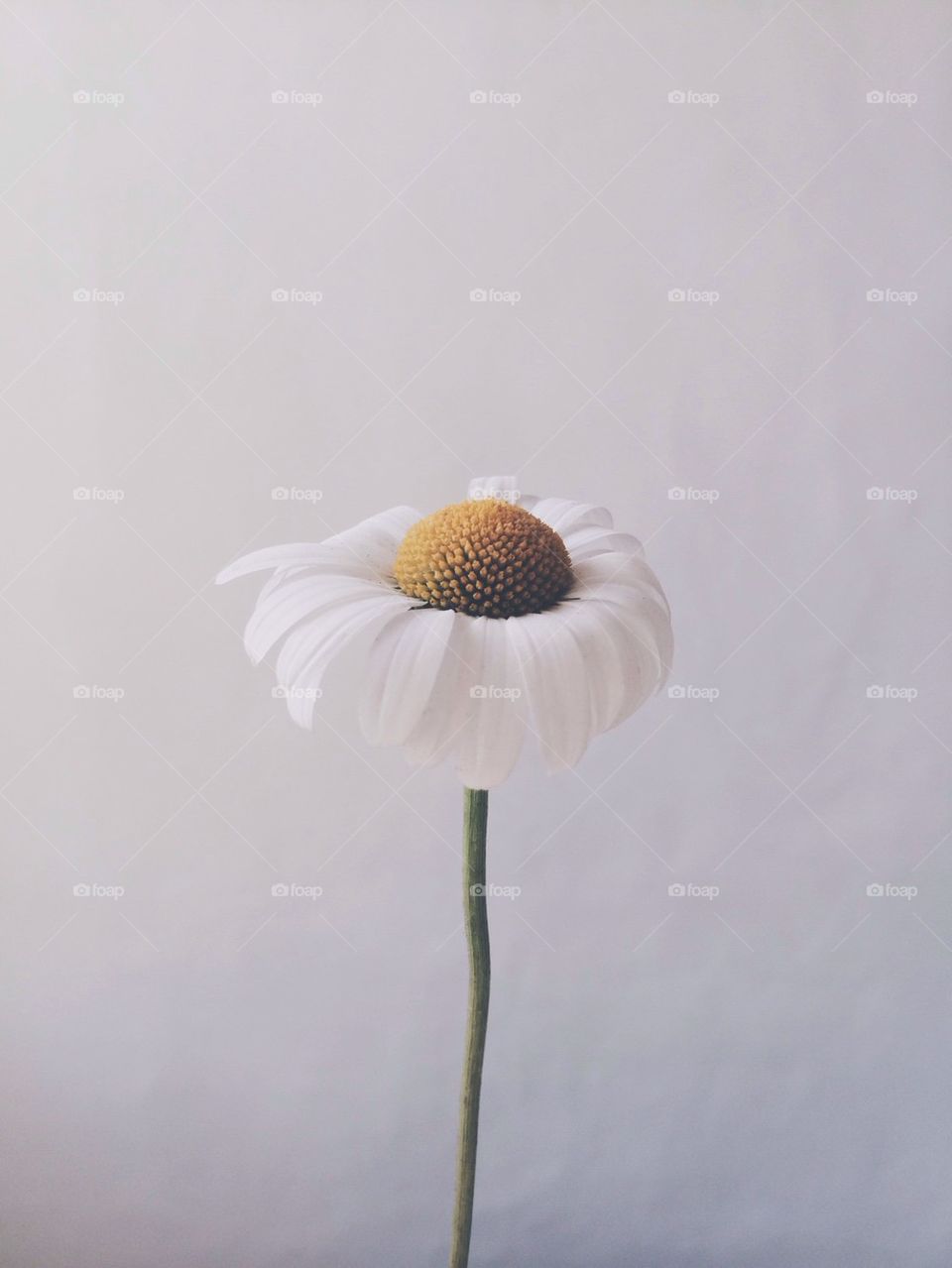 Single flower