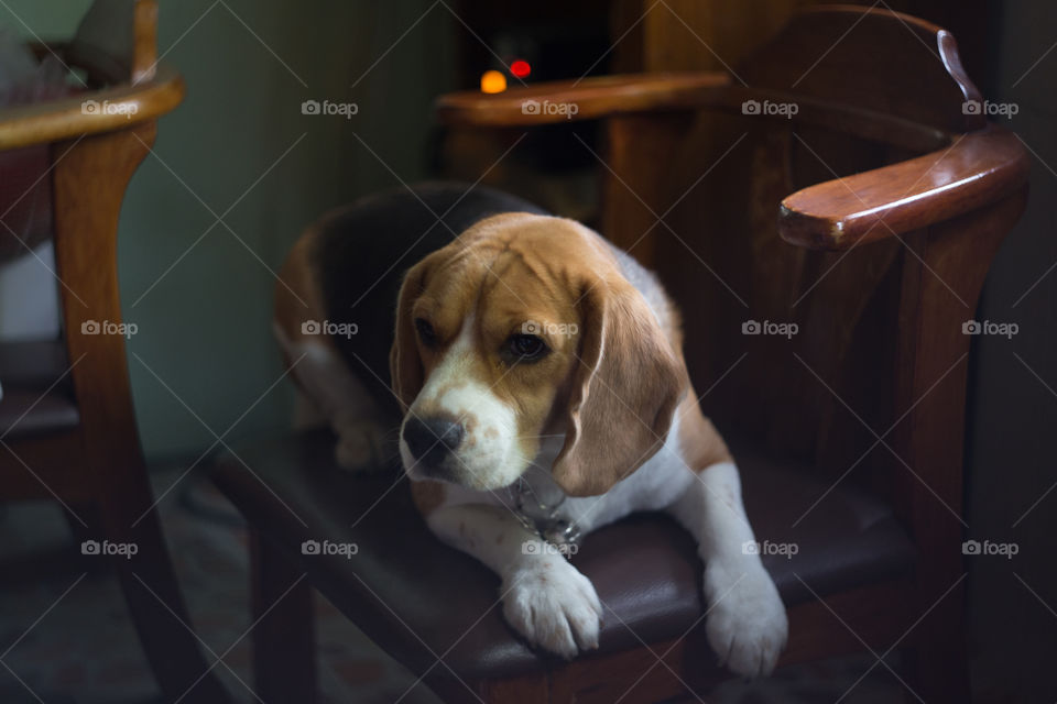 Beagle dog 