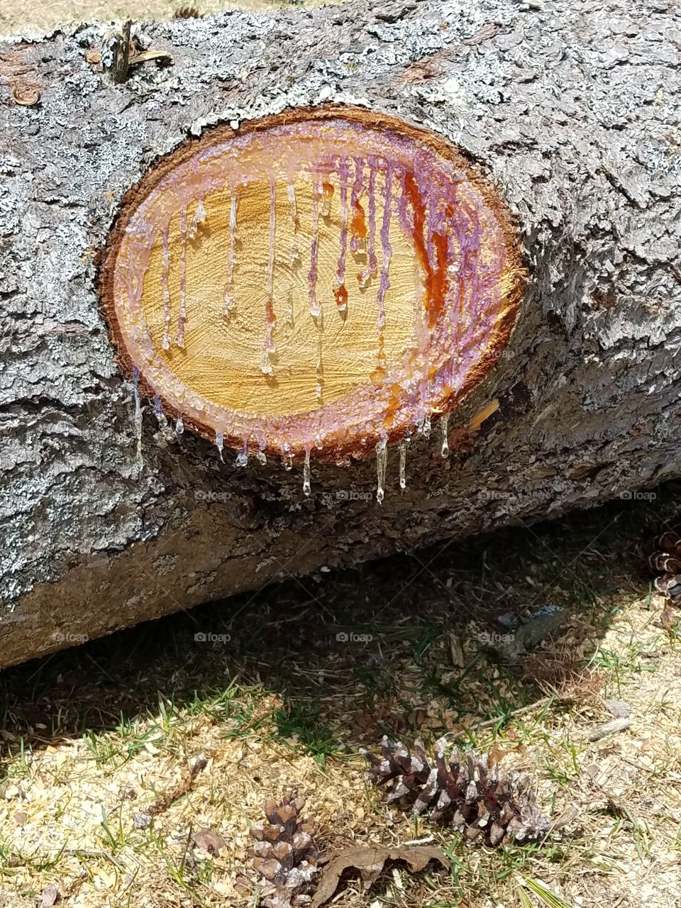 Dripping pine sap