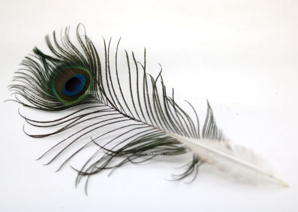 Peacock feather
