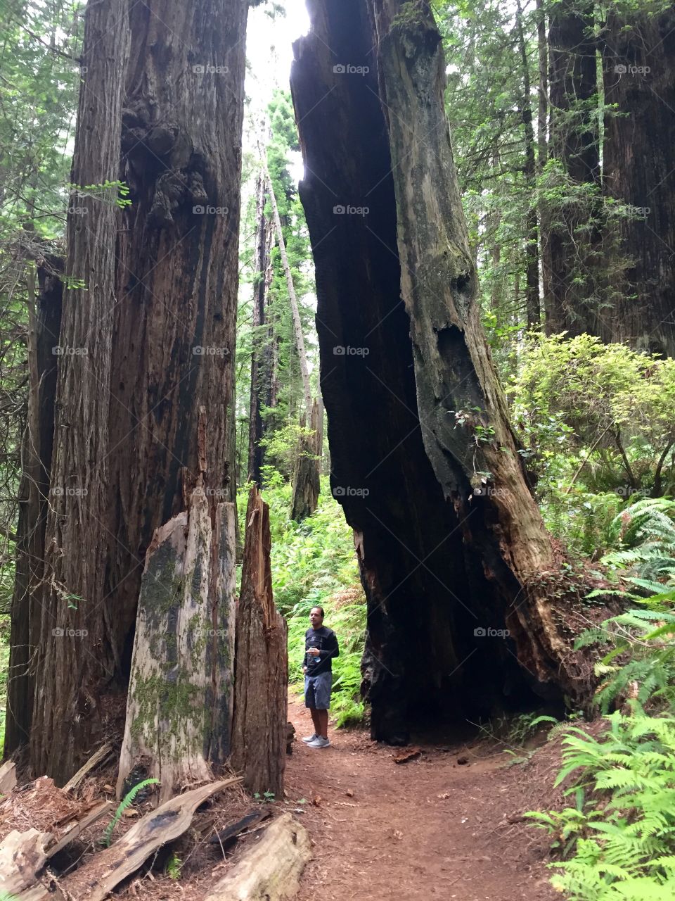 Huge redwood
