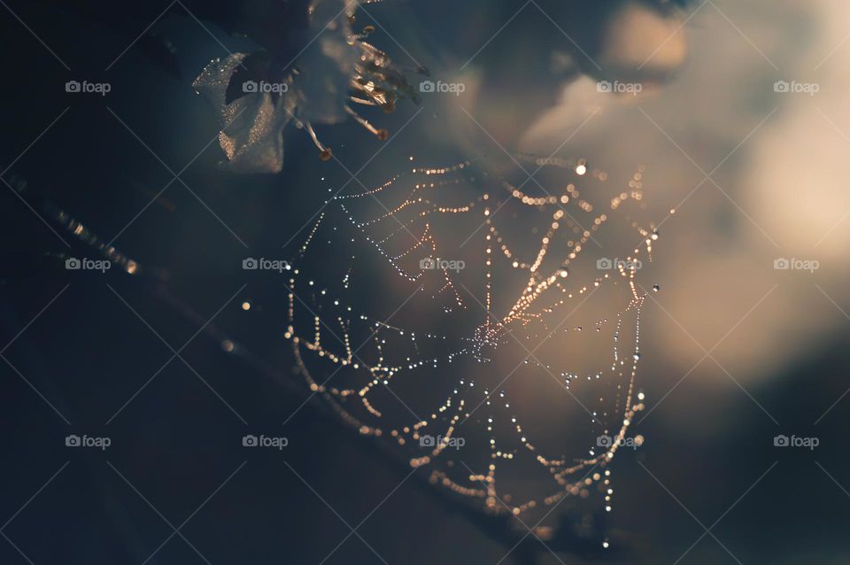 a cobweb on a fruit tree is illuminated by the morning sun, which makes the dewdrops on the cobweb glow in different colors of the rainbow