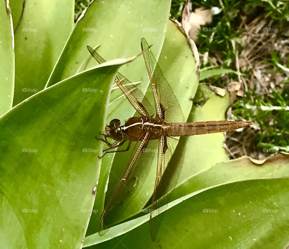 Dragonfly 