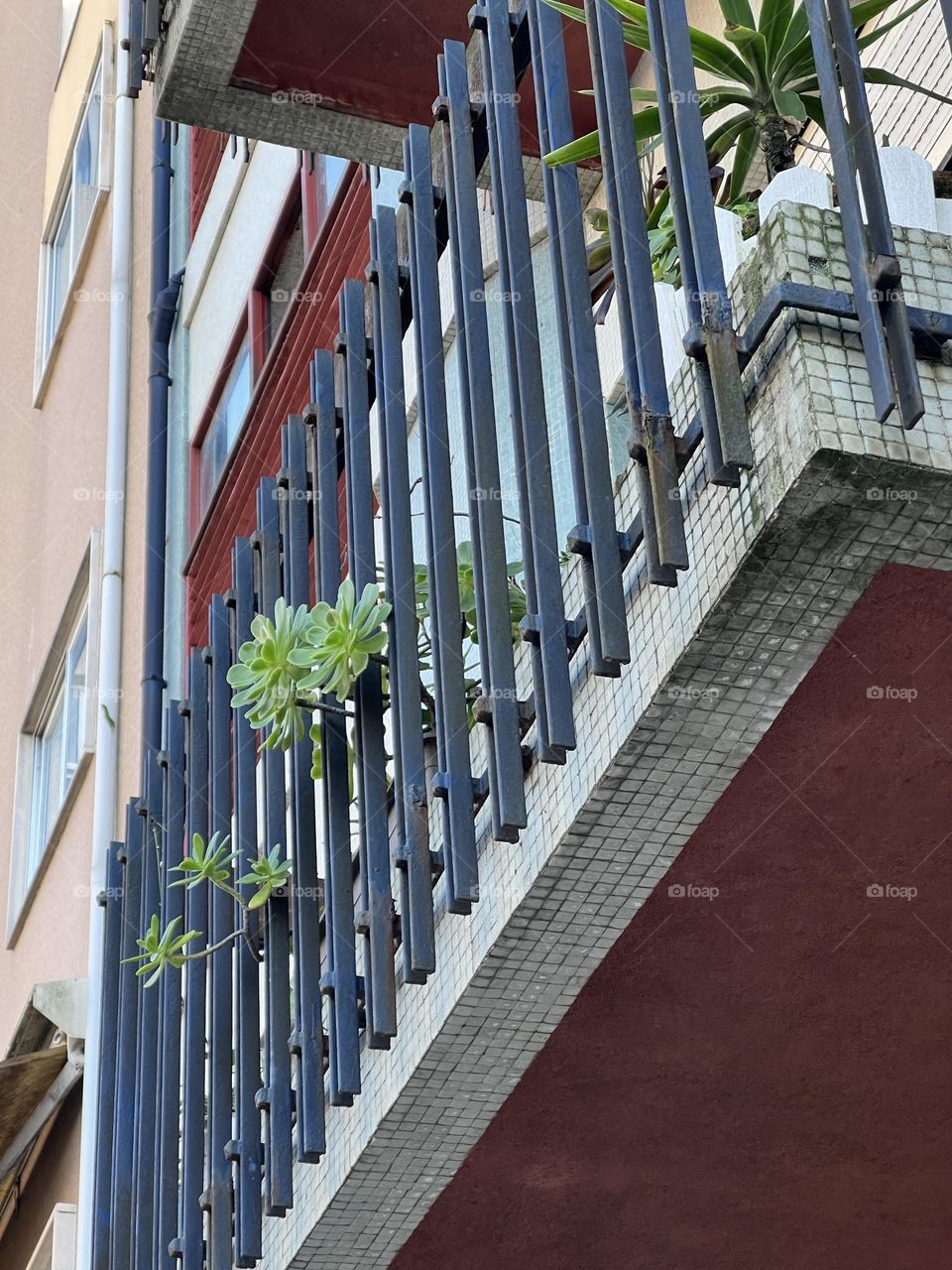 Plants from the balcony 
