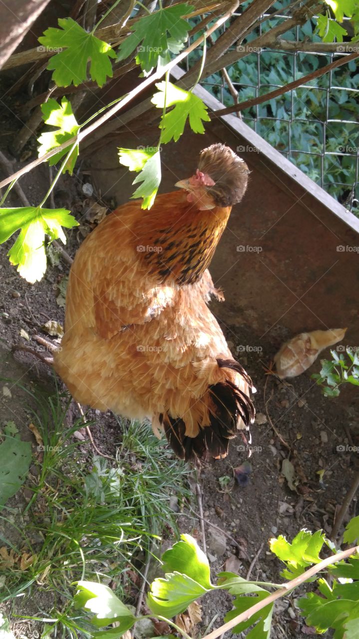 A hen with chicken .