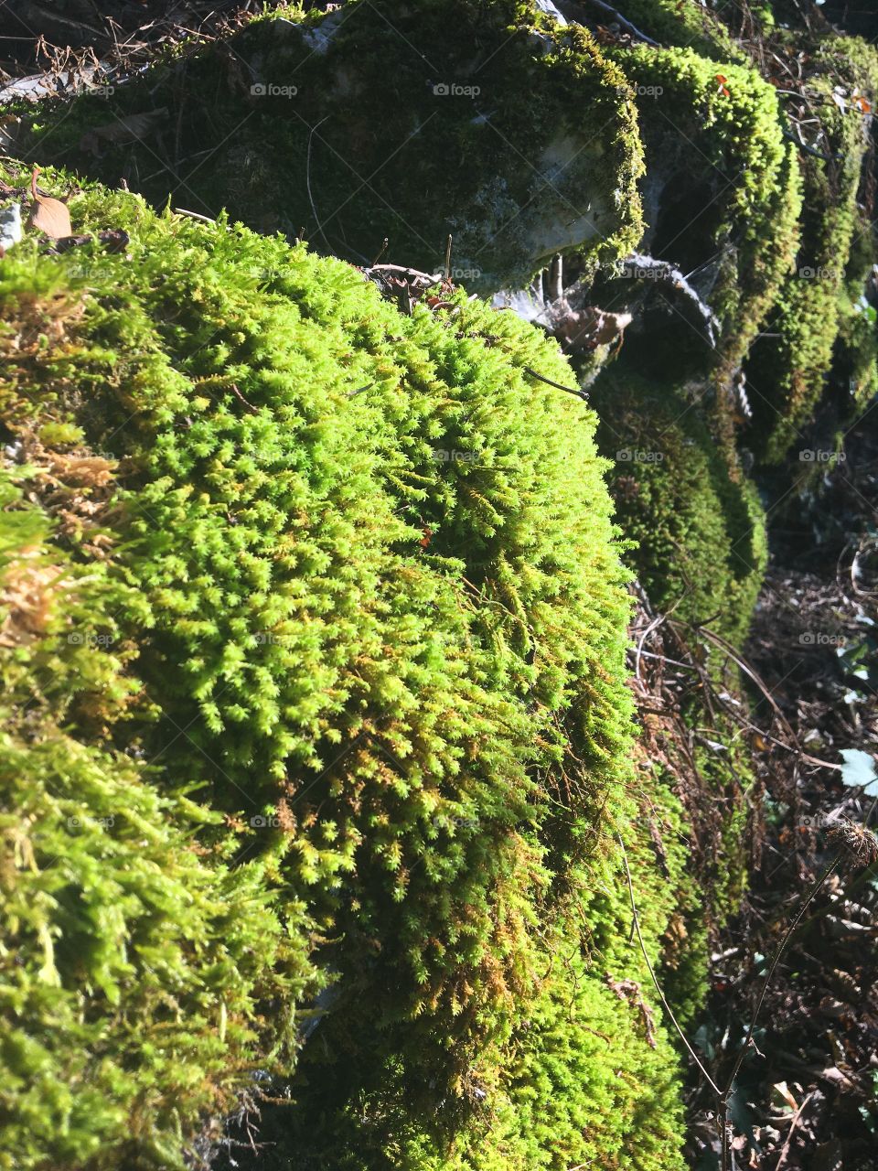 Mossy stone