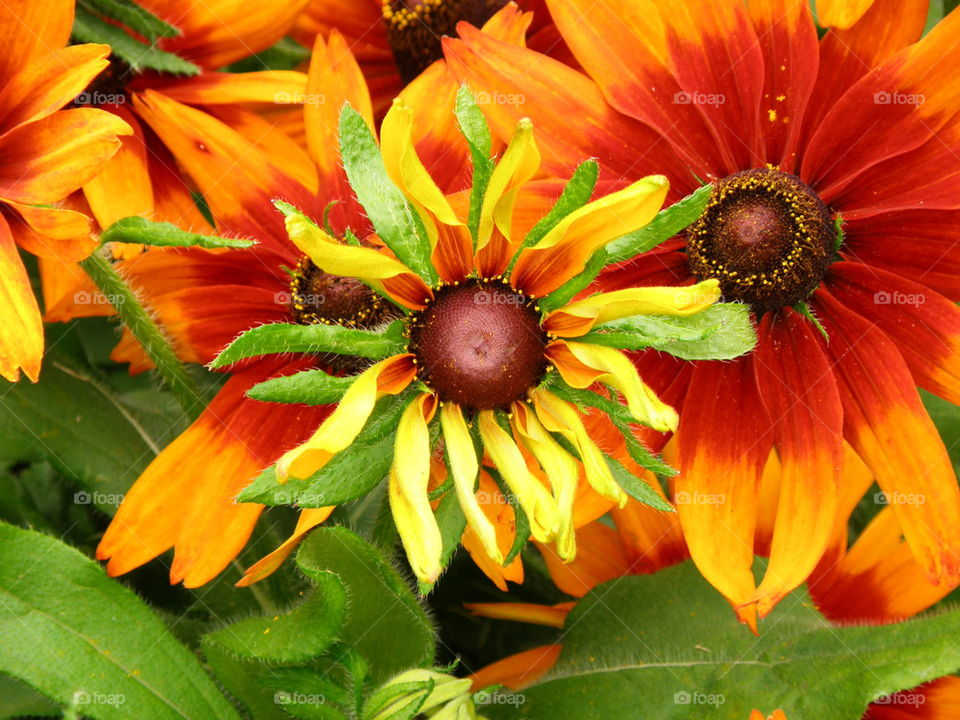 Spring in weilliamsburg