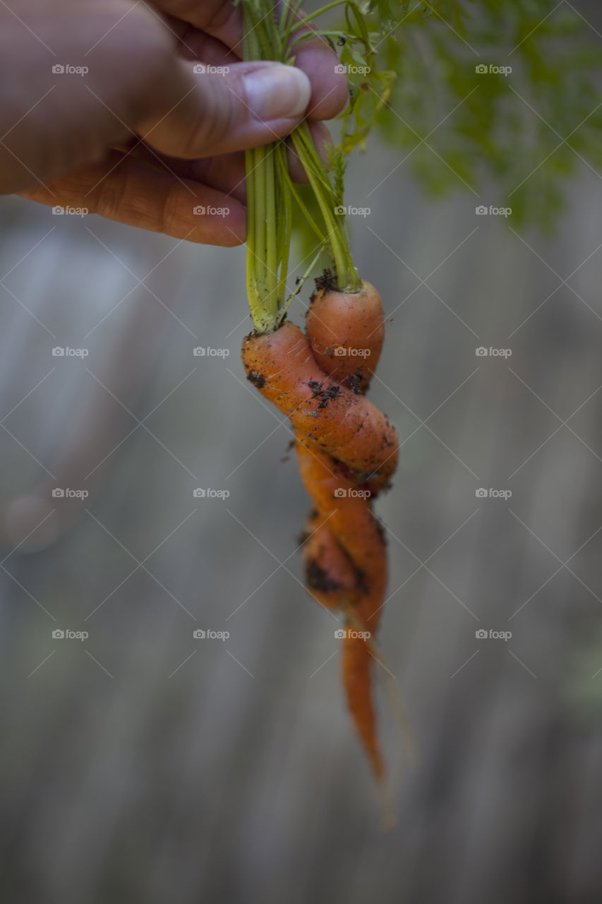 Close-up of person's hand holding carrot