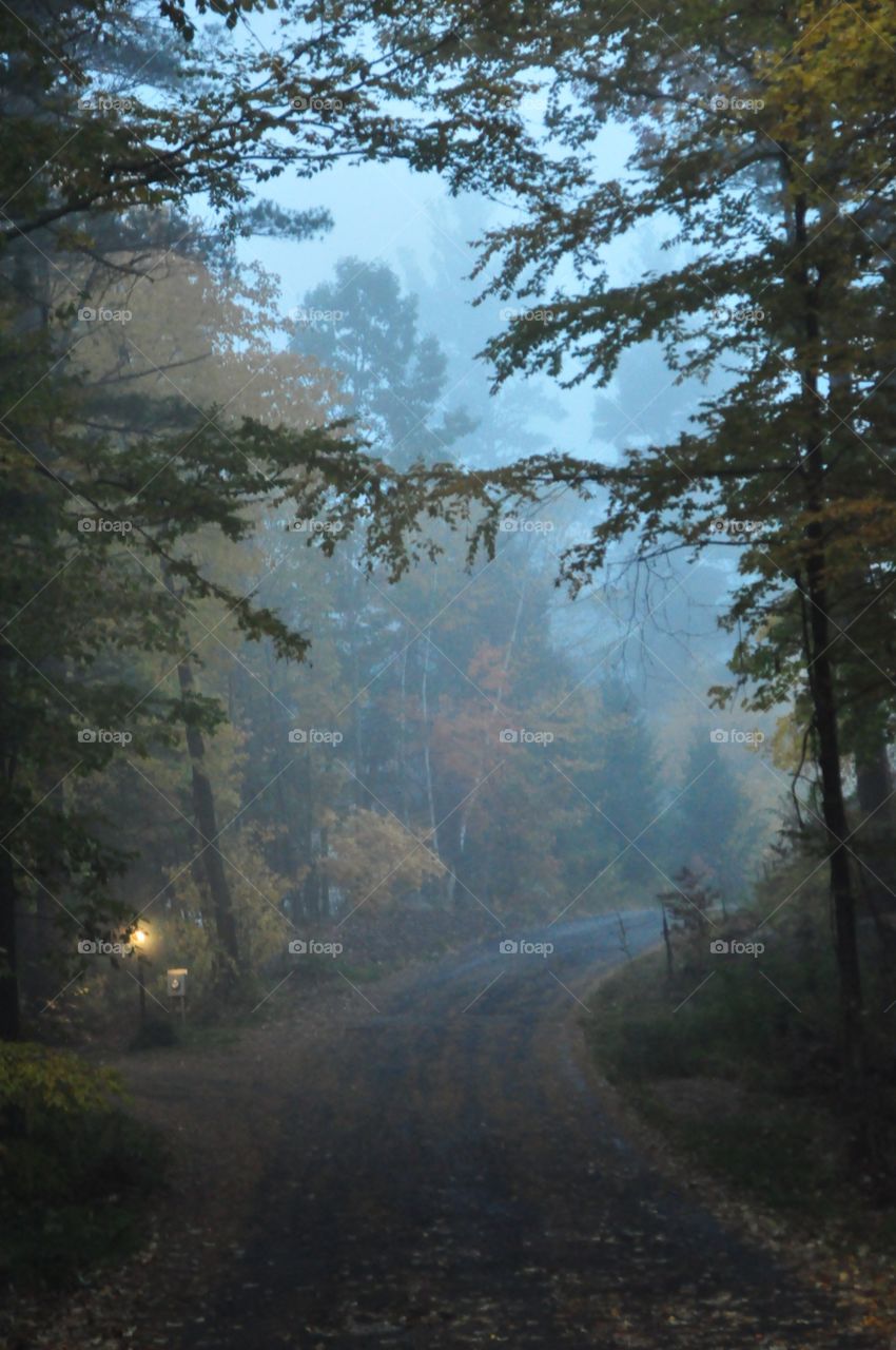 Twisty foggy road