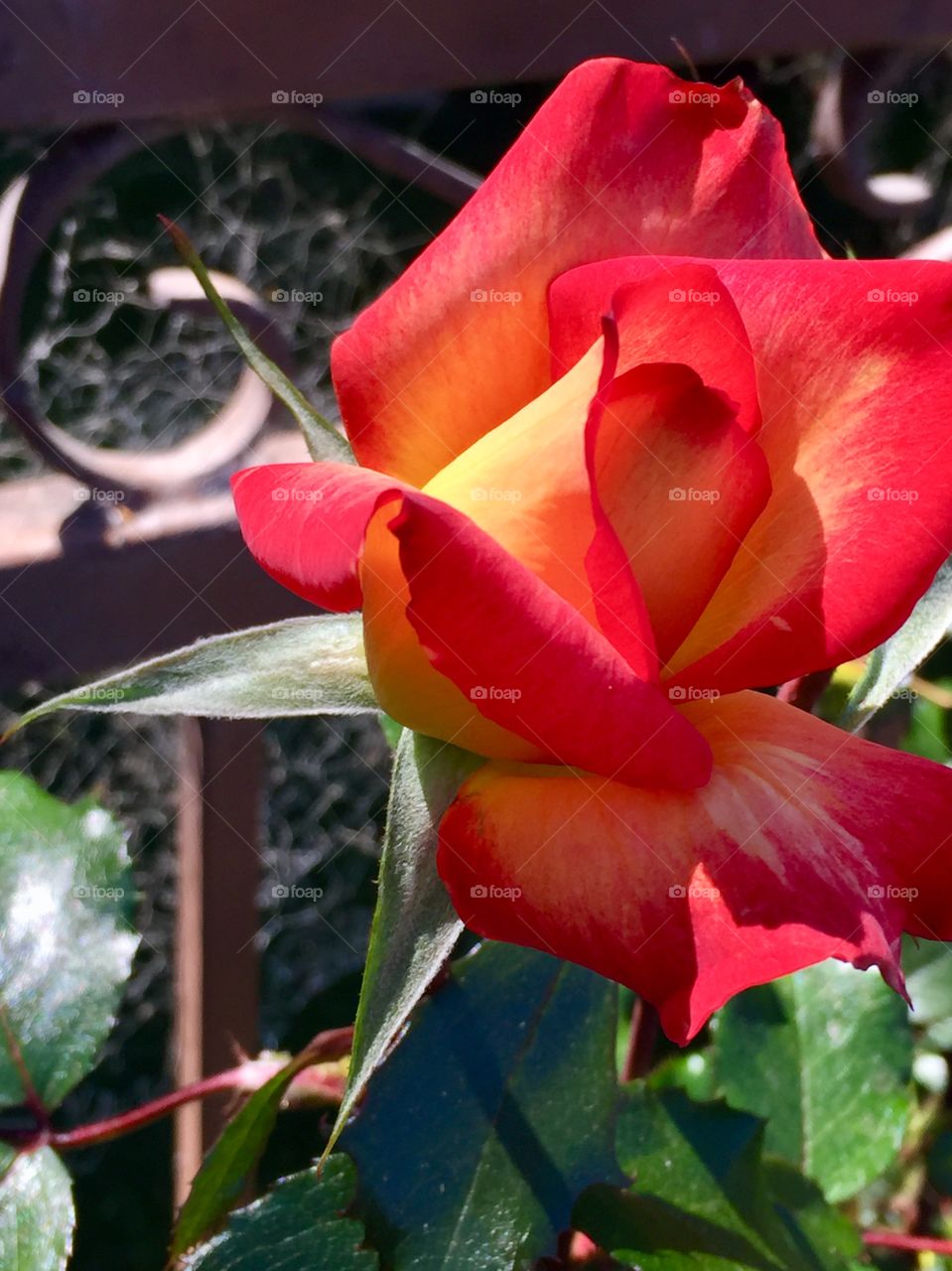 Neighbor’s Roses 2