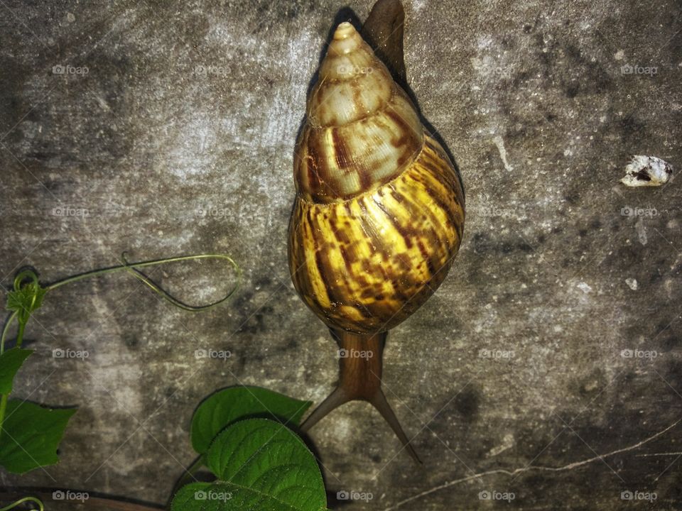 snail Achatina fulica