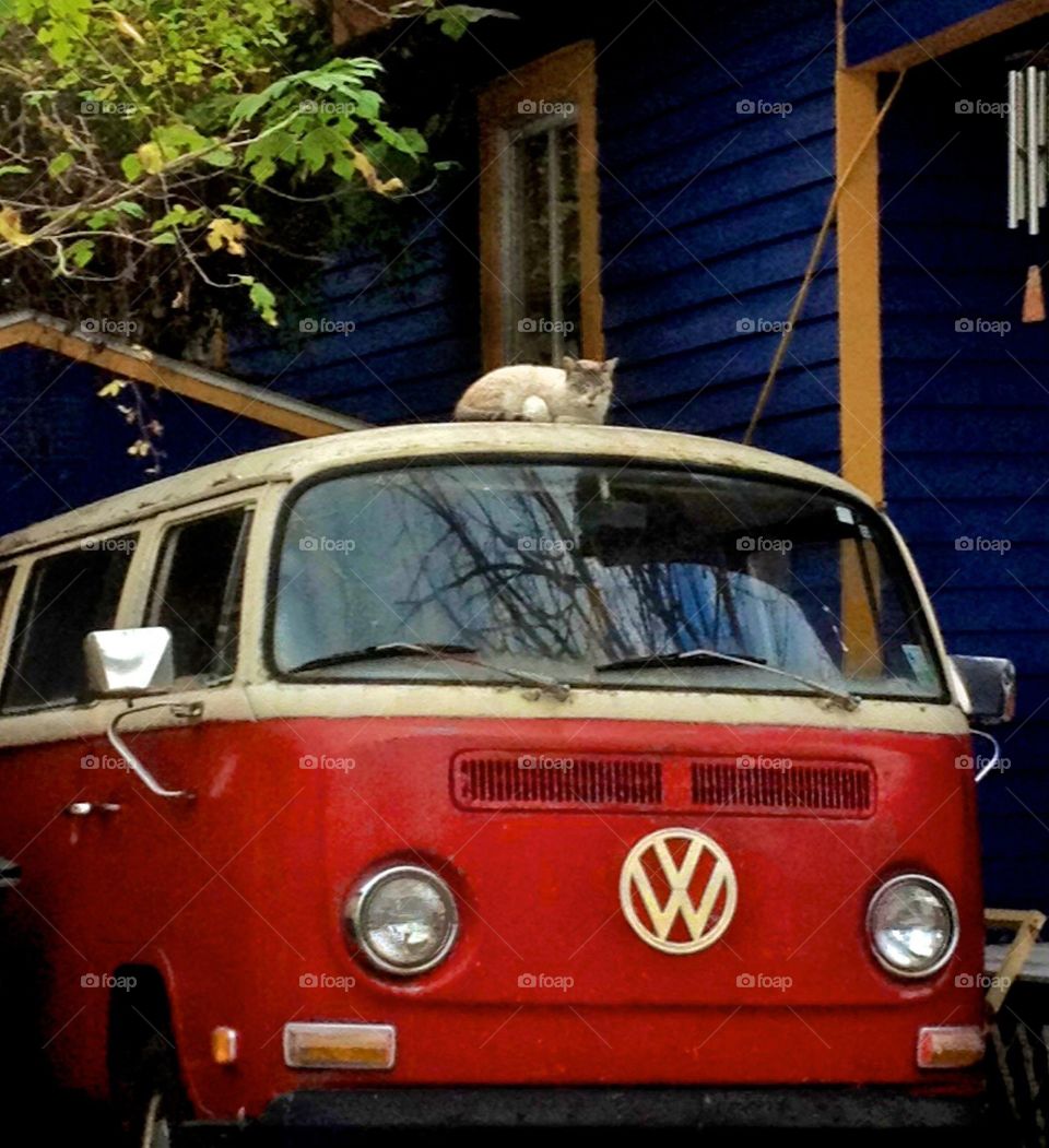 Volkswagen bus and cat. Vw bus