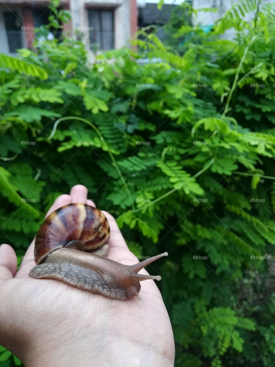 Snail on hand: giant African land snail