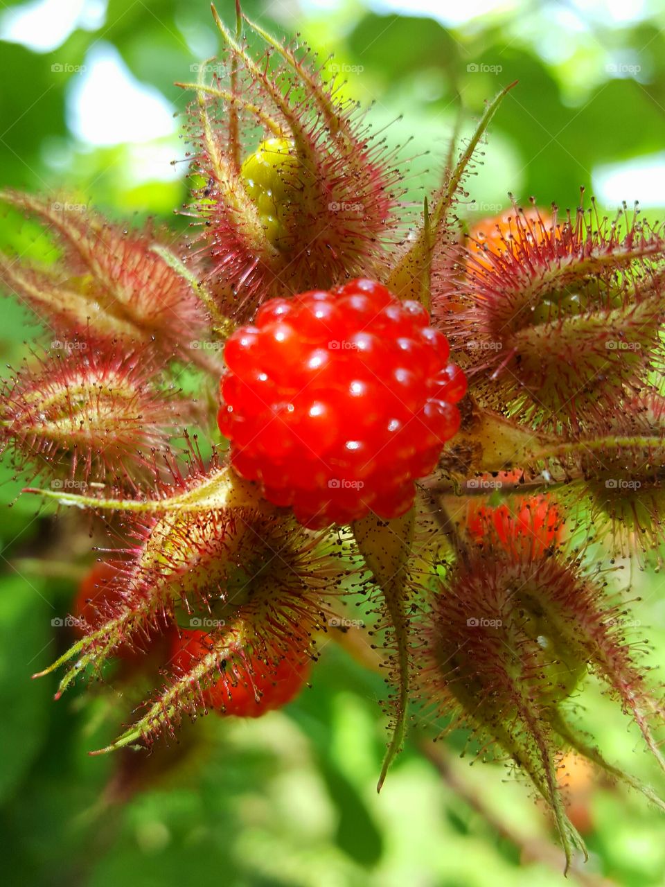 raspberry on the vine