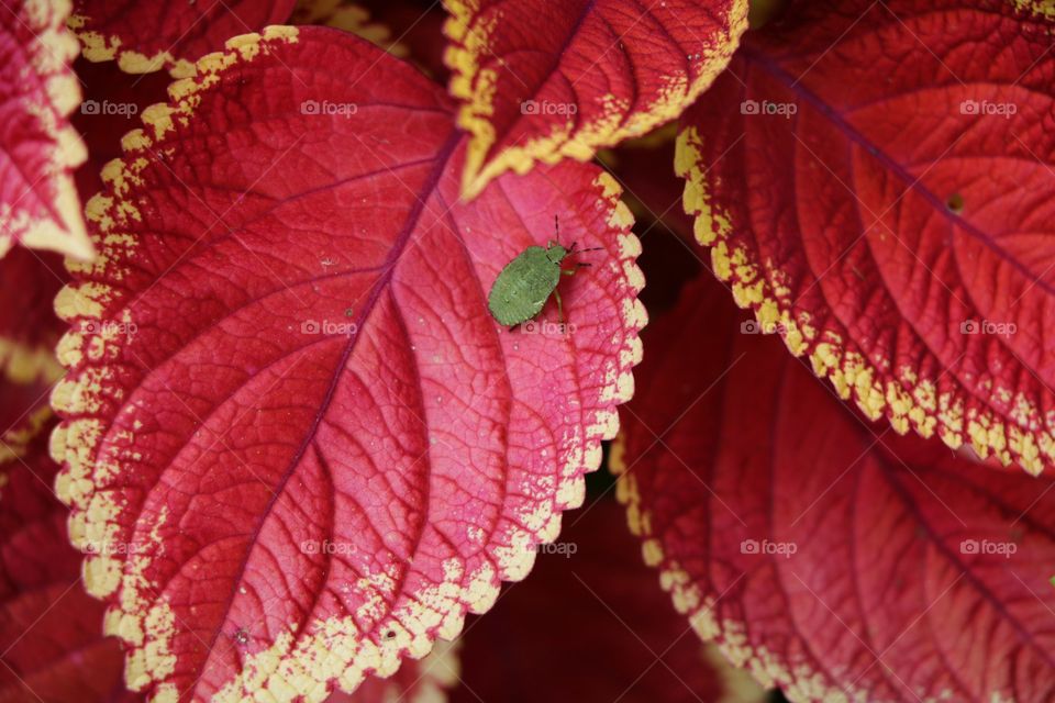 A green bug on a red leaf