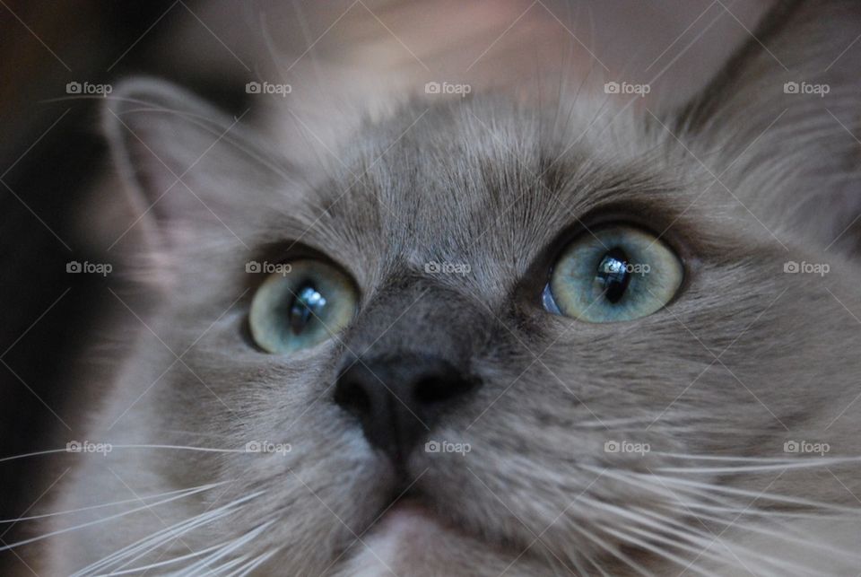 Close-up of cat