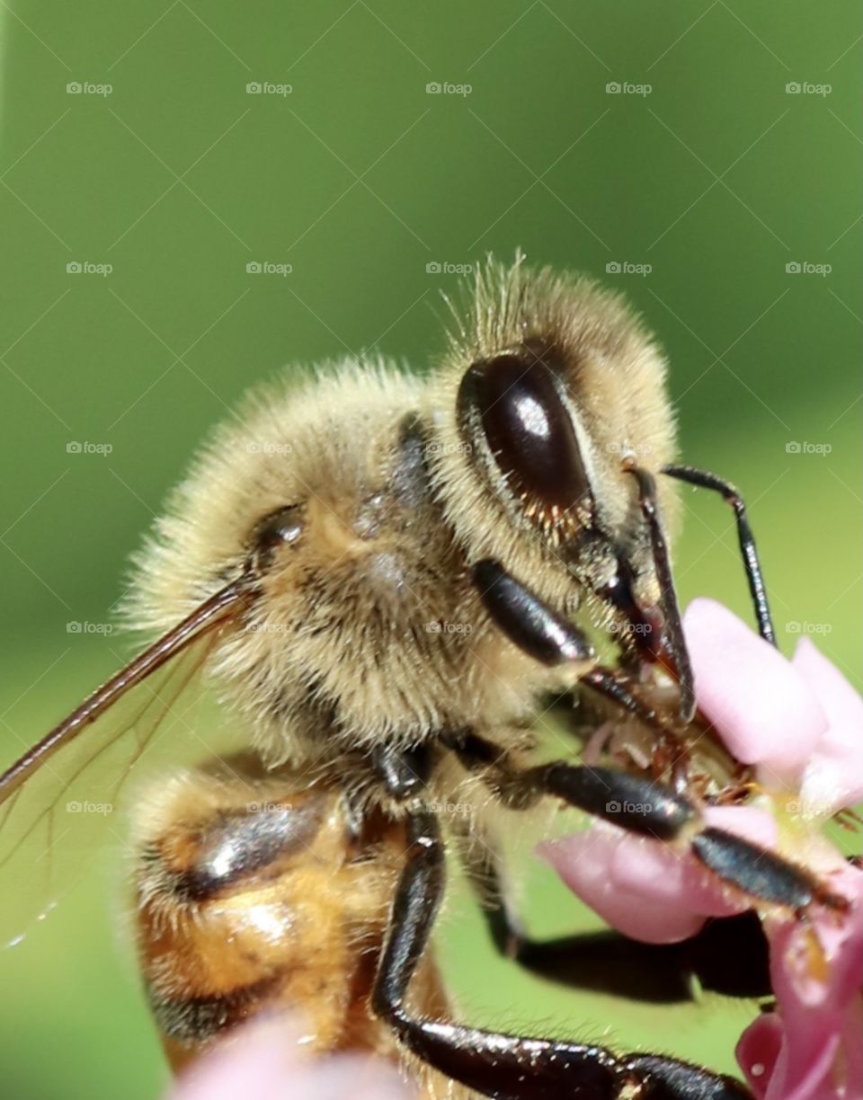 Macro of a very fuzzy bee