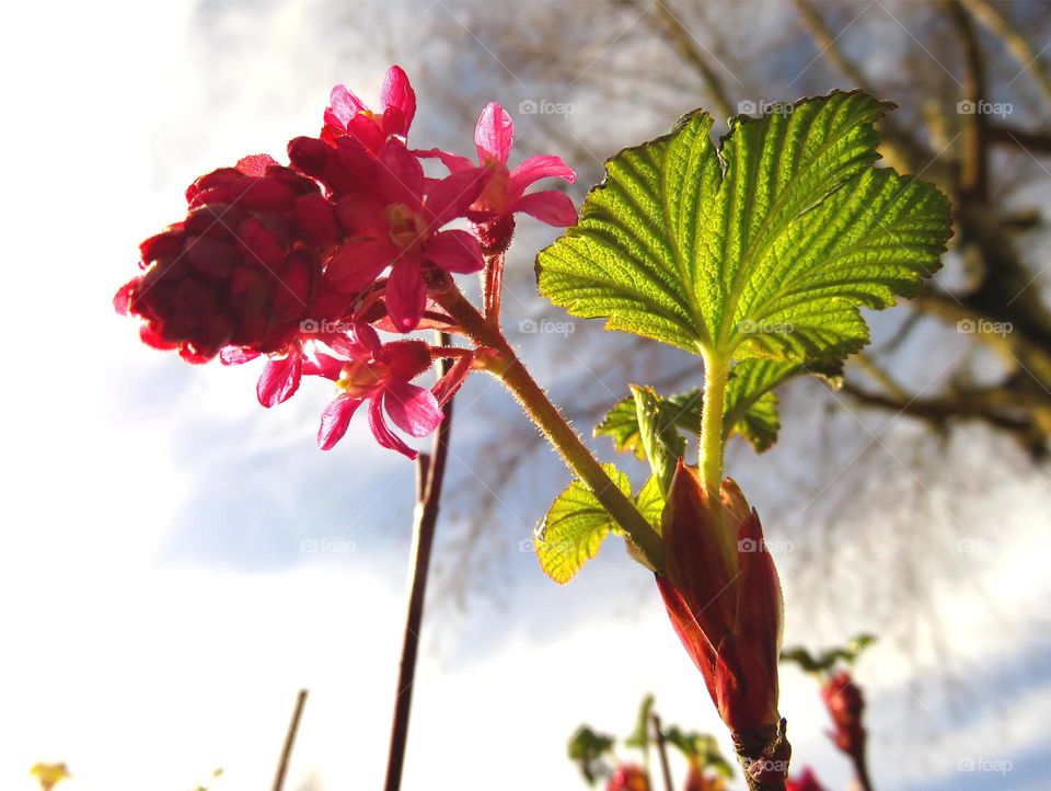 Spring blossom