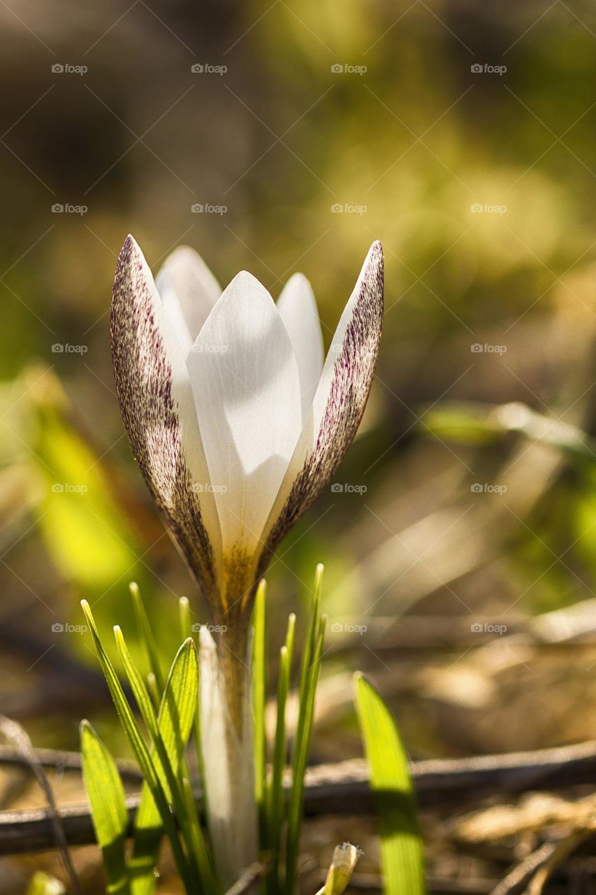 crocus alatavicus macro shot.  spring concept