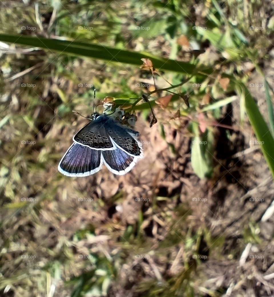 Blue butterfly