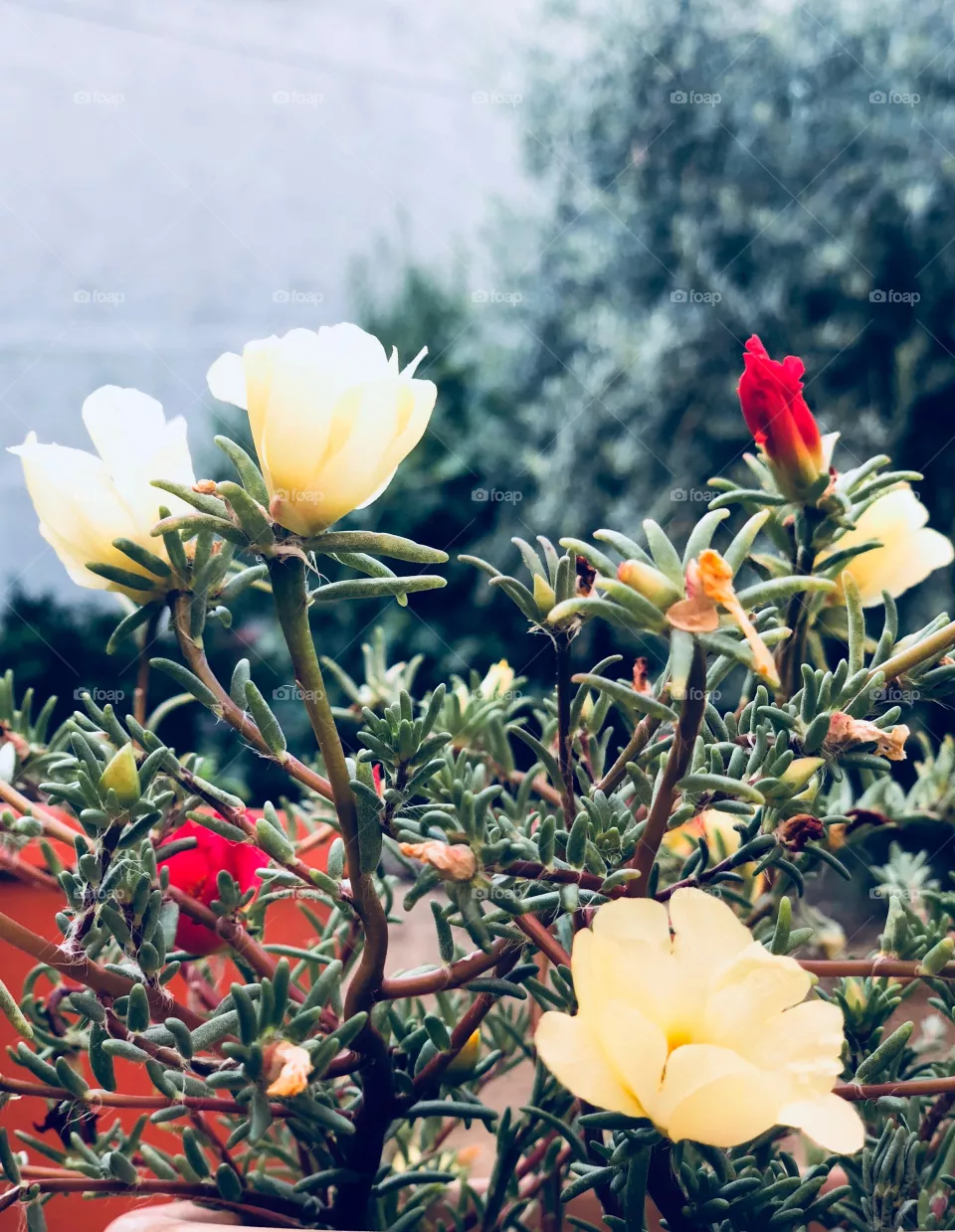 Flowers 