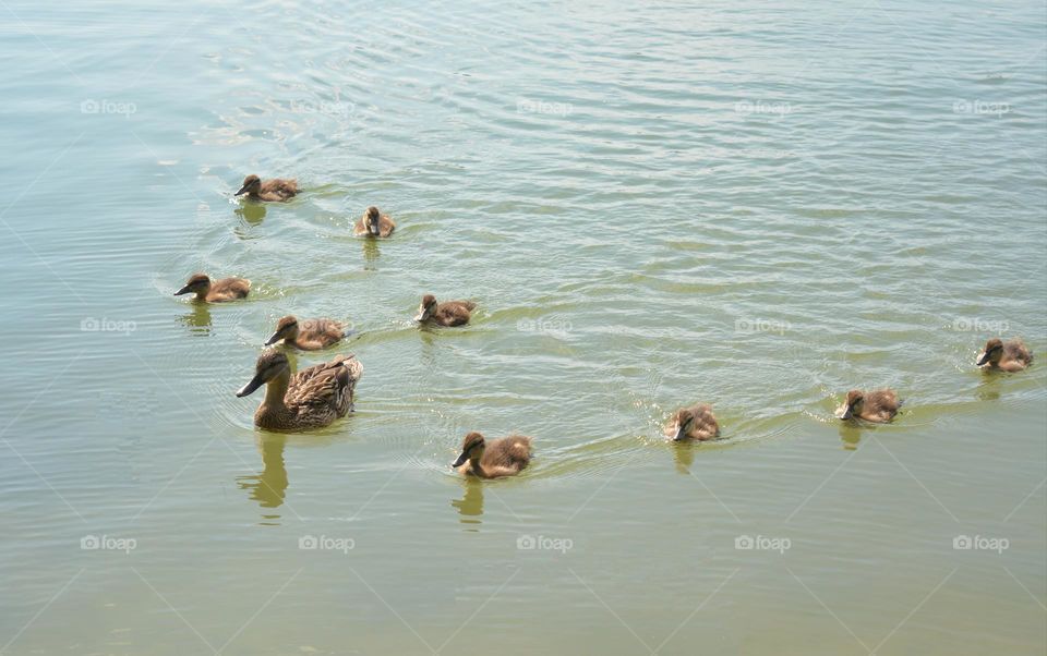 duck and ducklings on a lake