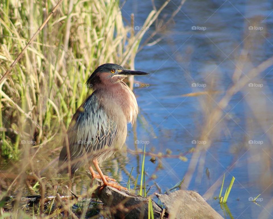 heron by the water