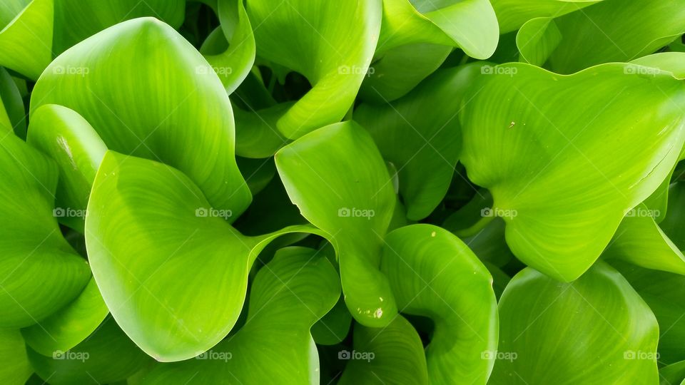 a beautiful watering plants.