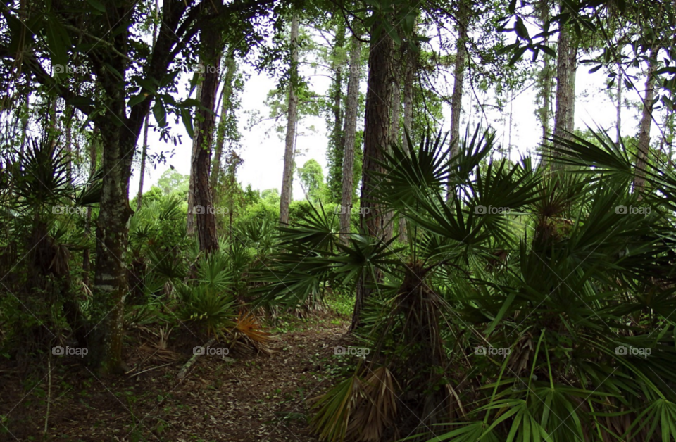 Tropical forest of palms and pines and beautiful green plants.