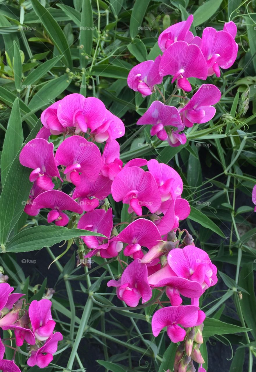 Sweet Peas