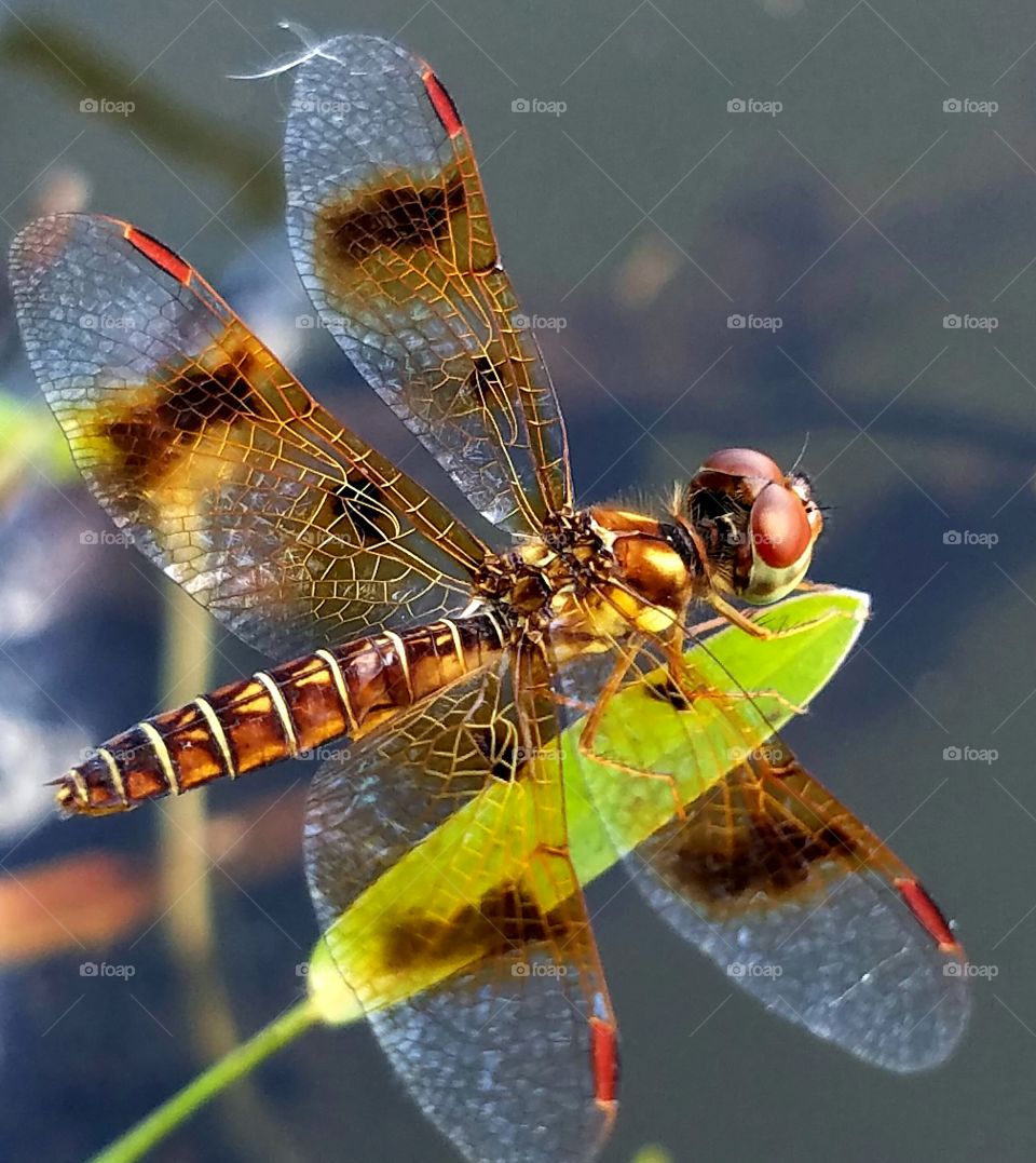 Dragonfly, Insect, Wing, Nature, Fly