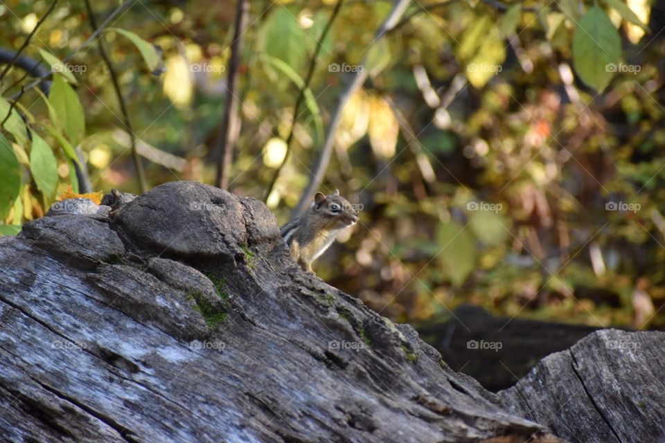 A chipmunk peers over a log