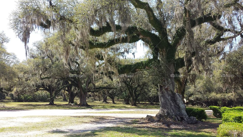 Live oaks. Live oaks with Spanish moss, taken on Avery Island, Louisiana