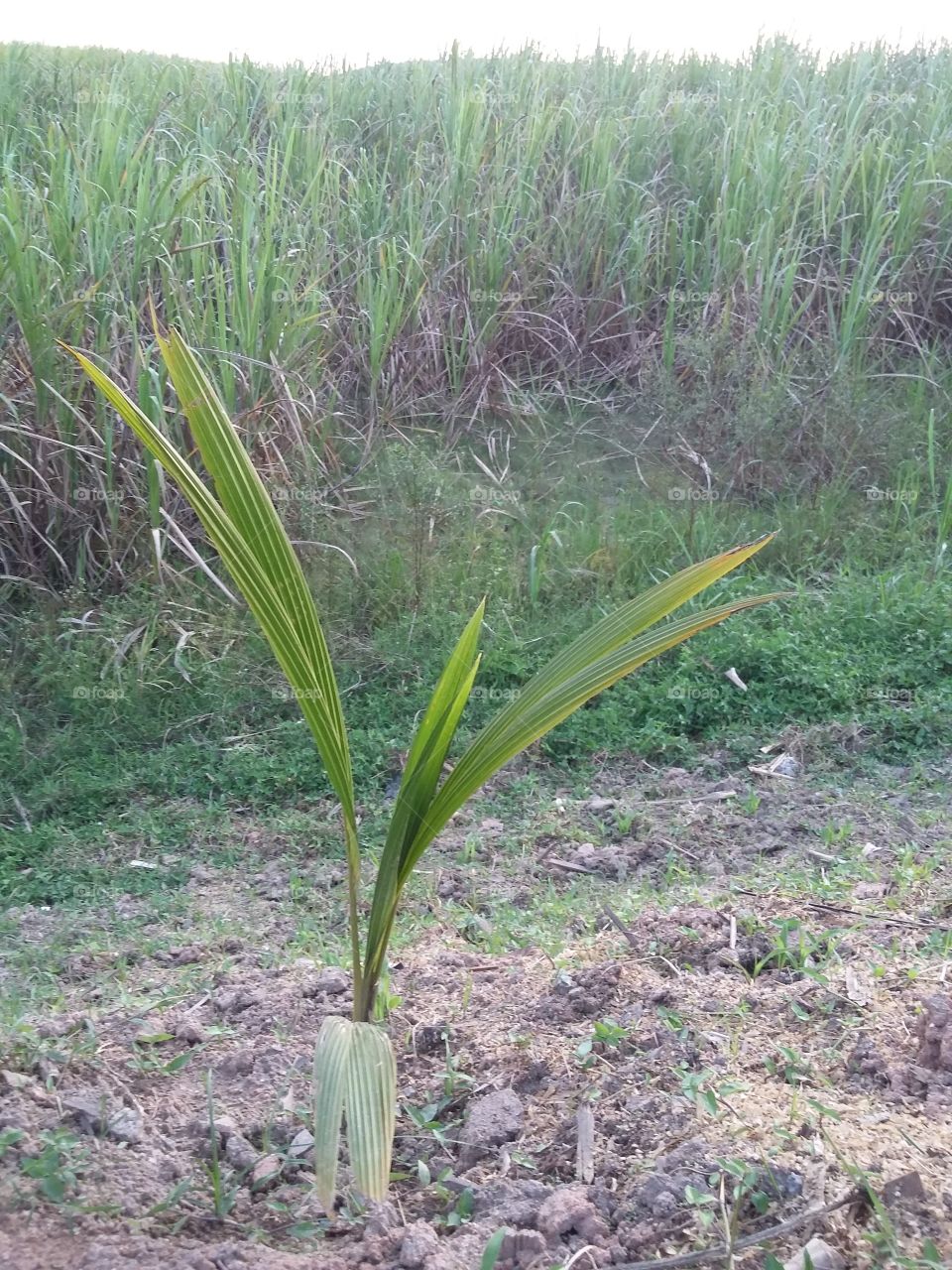 Coconut tree seedling near the Ipojuca sugarcane plantation in Ipojuca, Pernambuco, Brazil.