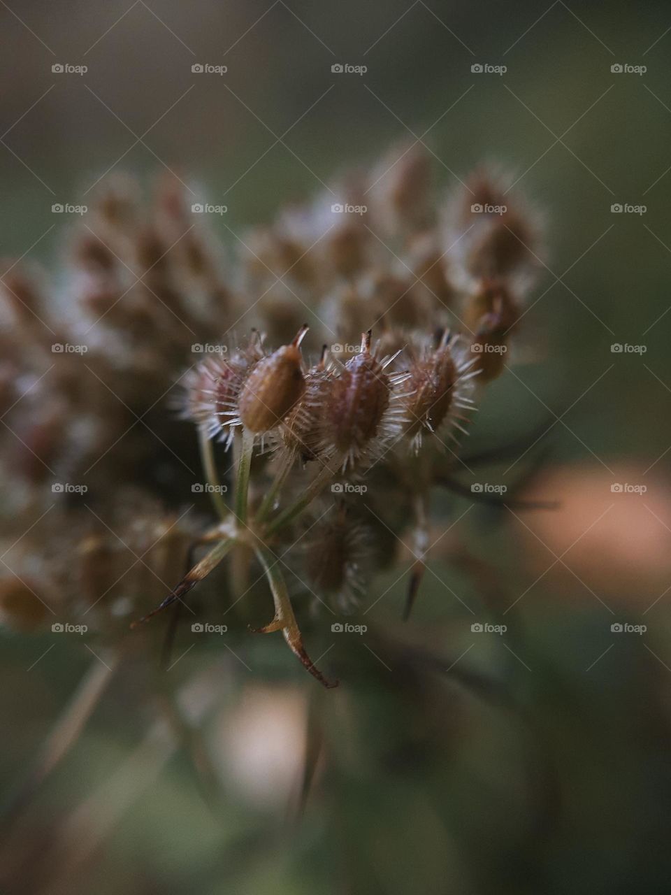 Macro photo of an autumn plant