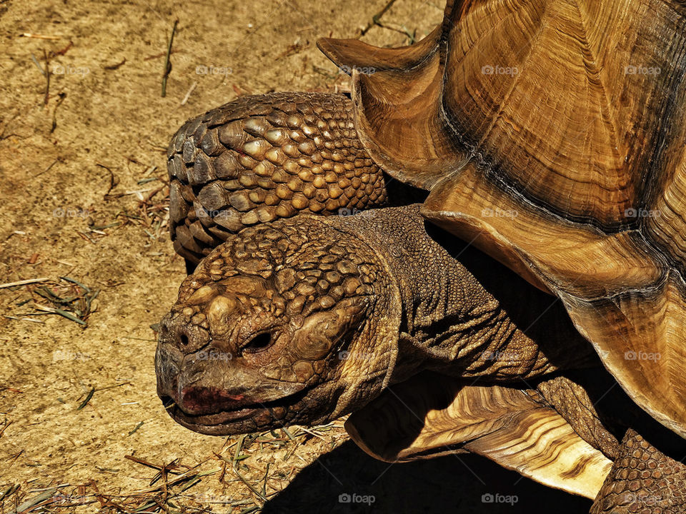 African desert tortoise