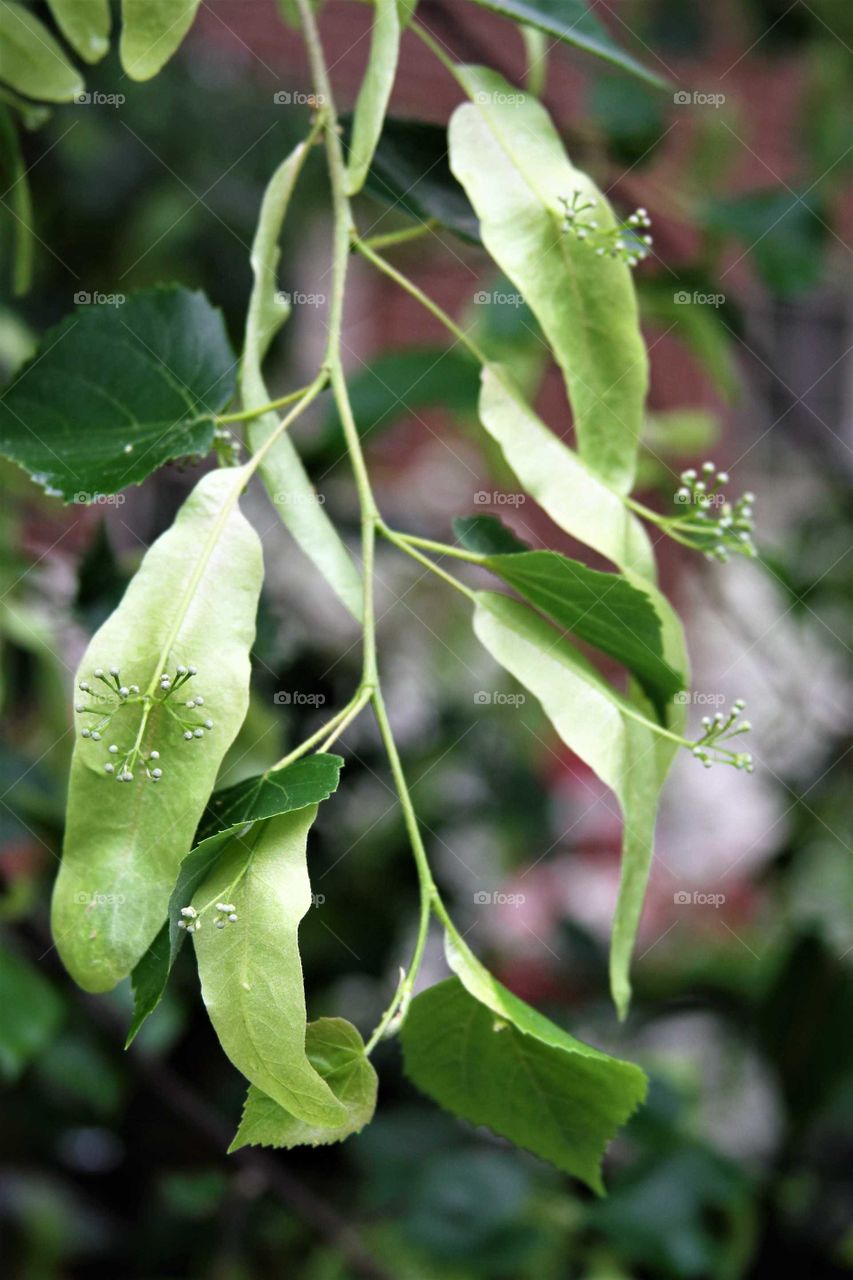 green leaves on branch