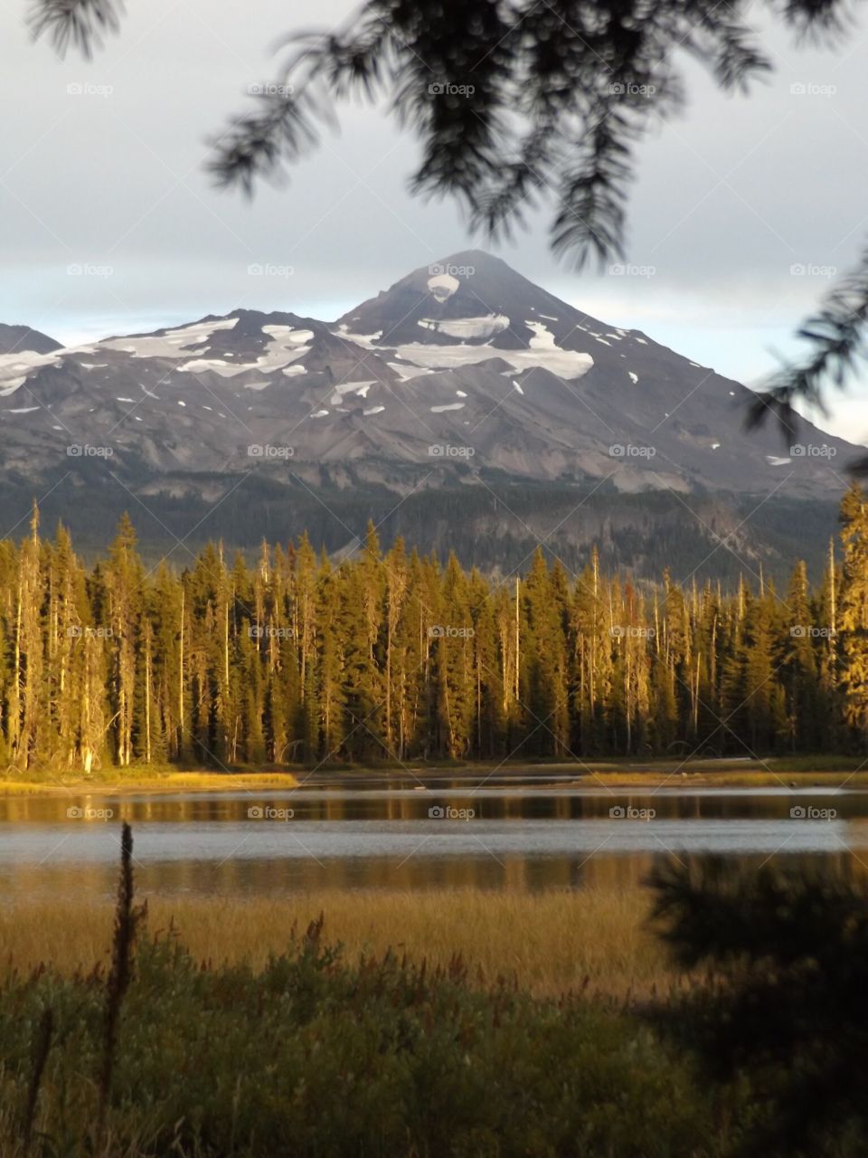 Forest and Scott Lake