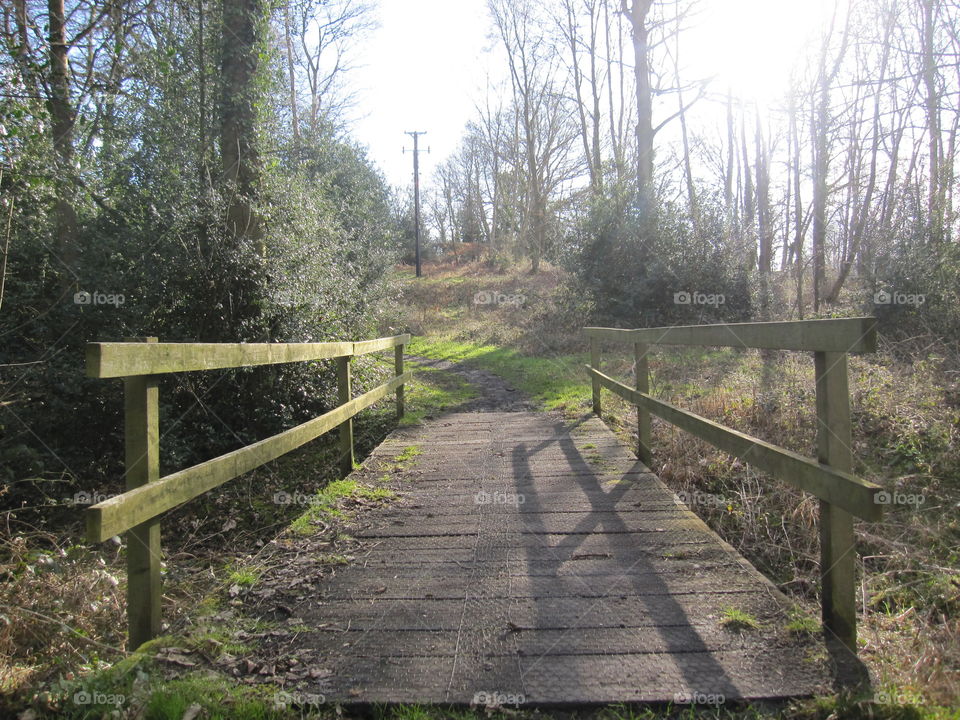 Woodland Bridge