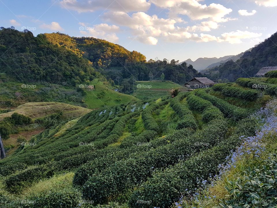 Tea Plantation on Hill in the Dusk