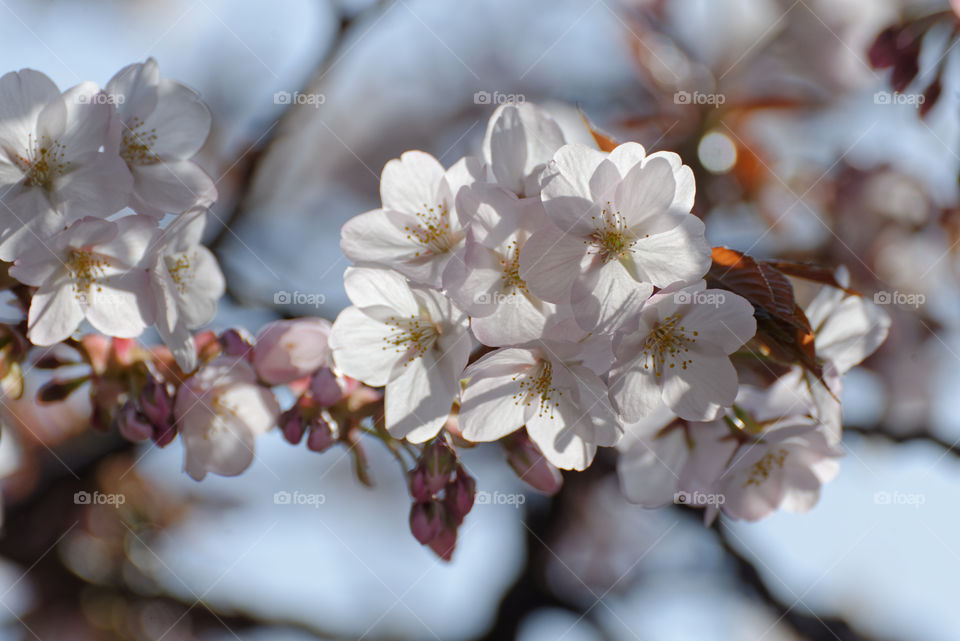 Cluster of beautiful cherry blossoms
