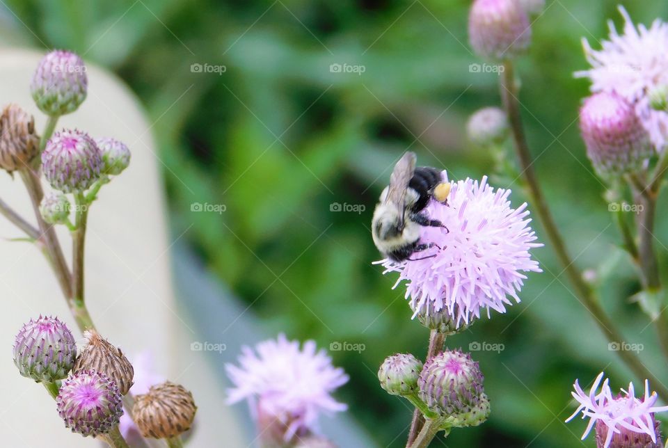 Bee with pollen on a purple flower 