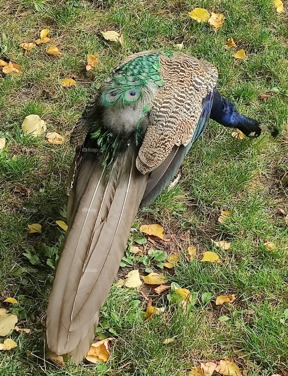 peacock