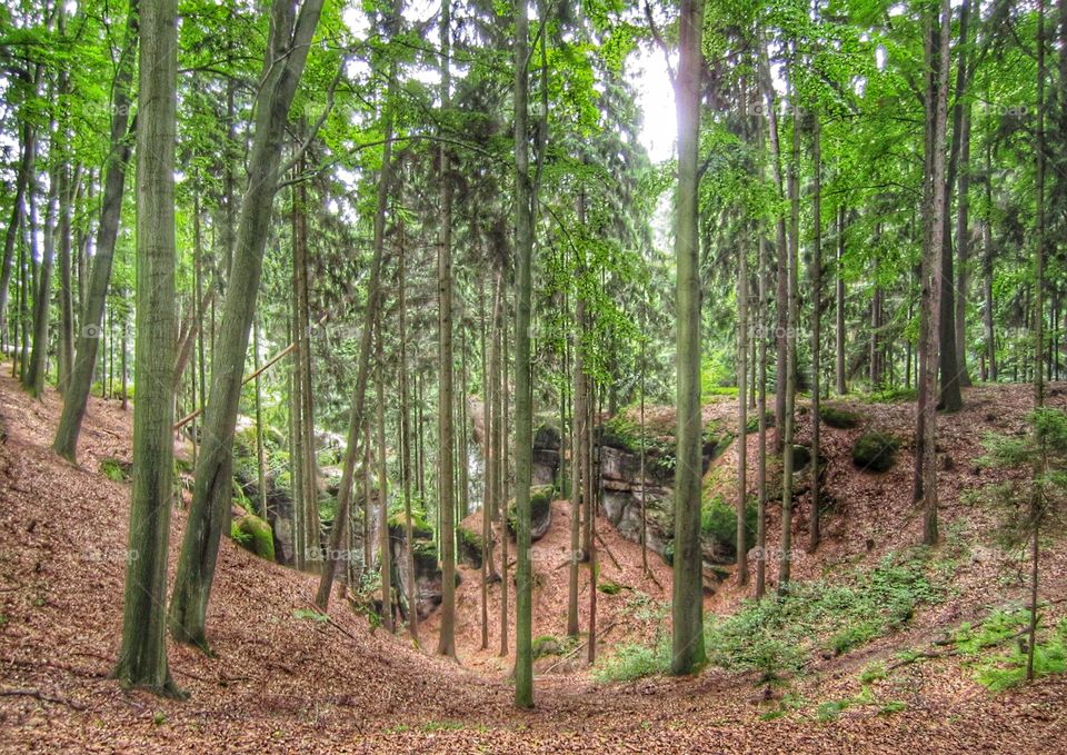 Forest with sandstones