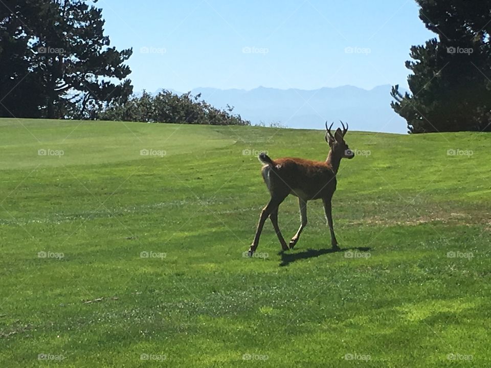 Deer walking on a golf course in Victoria