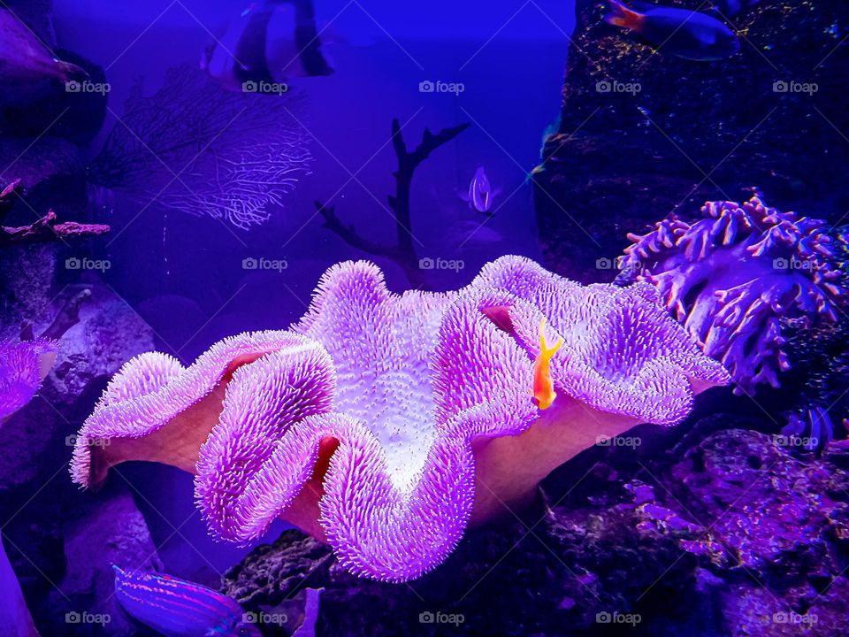 corals underwater world purple lavender color