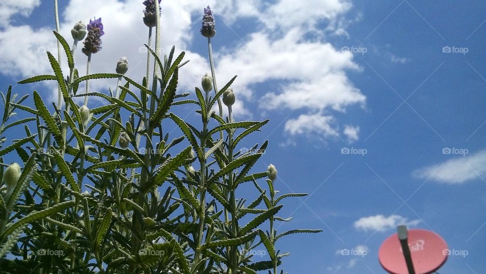 Mobile Series: Plants