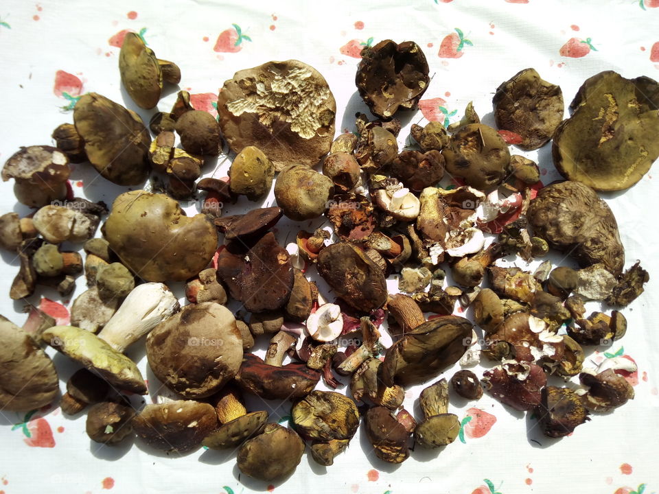 Mushrooms of the Black Forest